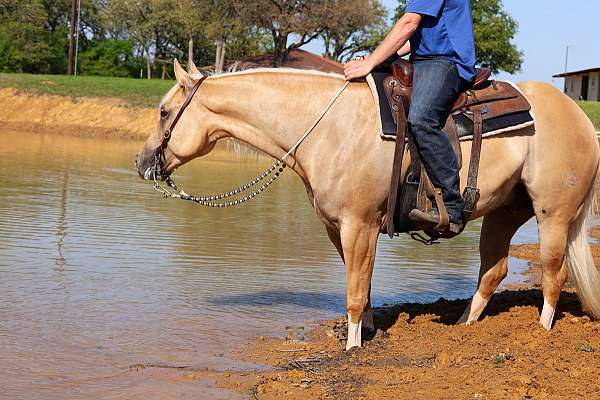 ranch-work-quarter-horse