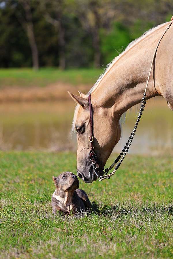 show-quarter-horse