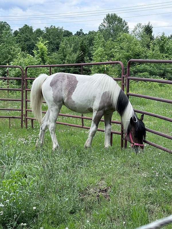gypsy-vanner-horse-for-sale