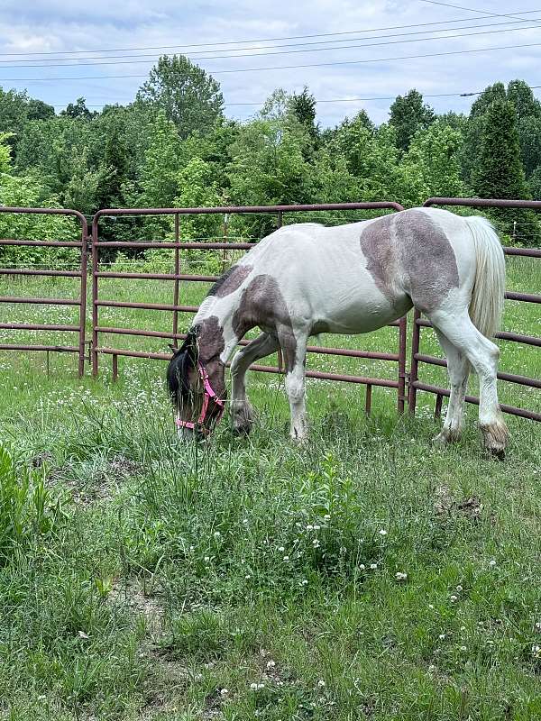 gypsy-vanner-filly