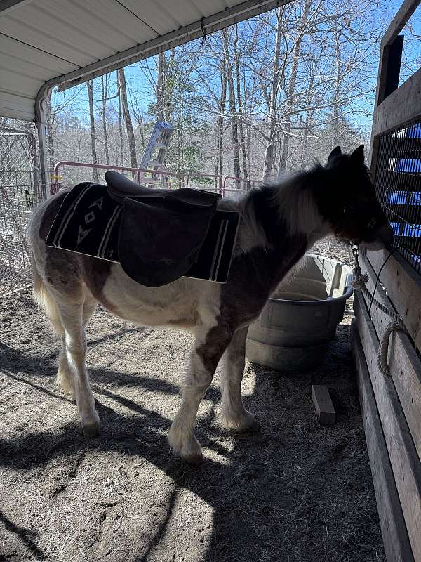 gypsy-vanner-horse