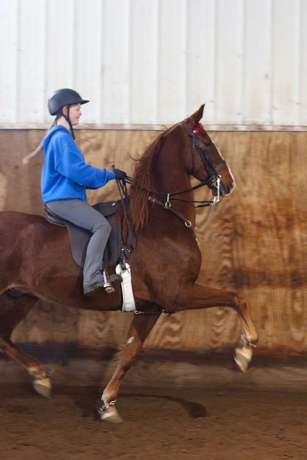 white-on-the-face-some-socks-horse