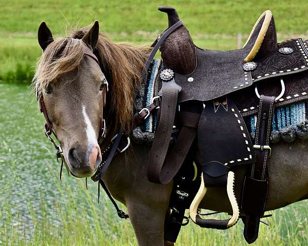 liver-chestnut-4-whites-pony
