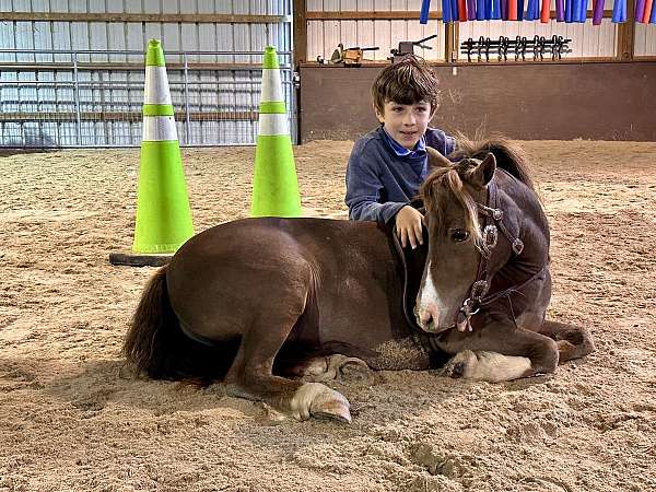 liver-chestnut-miniature-pony
