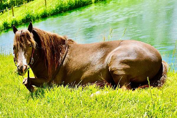 liver-chestnut-therapy-pony