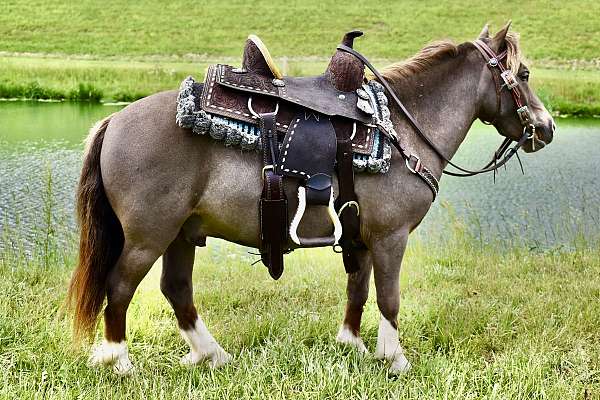 liver-chestnut-amhr-gelding