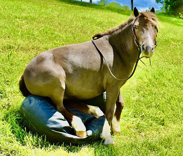 liver-chestnut-trained-pony