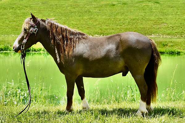 liver-chestnut-trick-pony