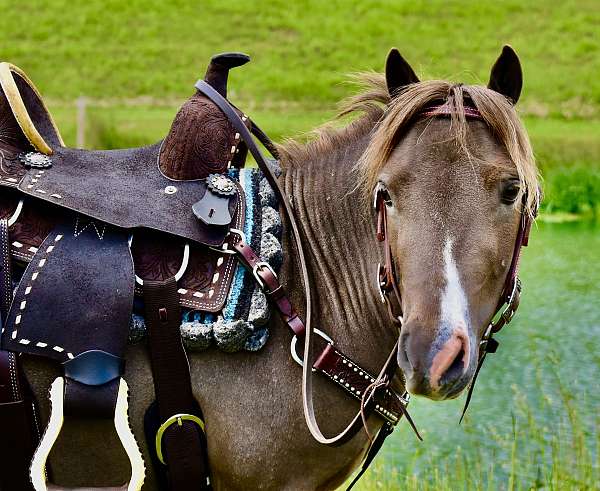 8-hand-liver-chestnut-pony
