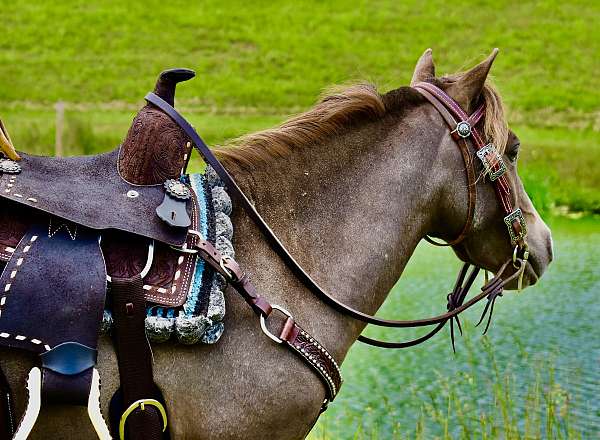 liver-chestnut-amhr-pony
