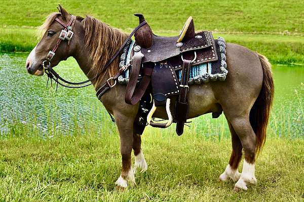 4-whites-pony
