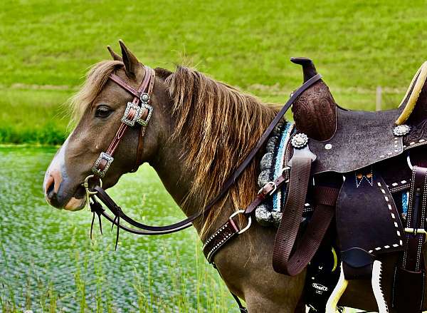 miniature-pony