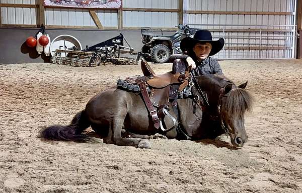 miniature-pony