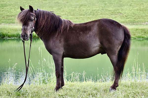 kid-safe-pony-miniature