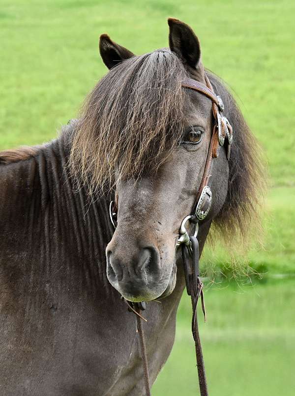 pony-miniature