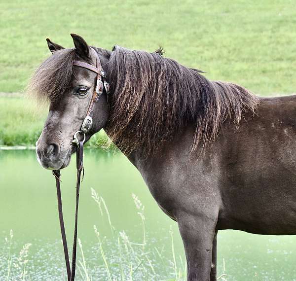 trick-trained-miniature-pony