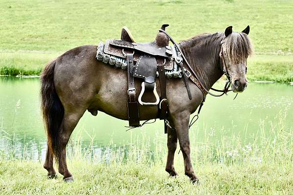 all-around-miniature-pony