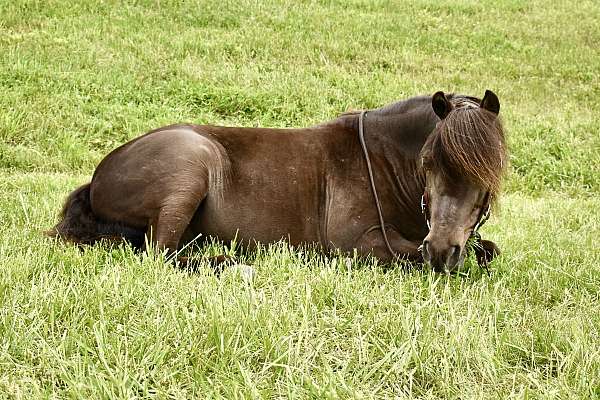 babysitter-miniature-pony