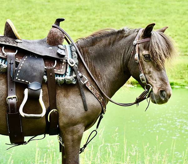 beginner-miniature-pony