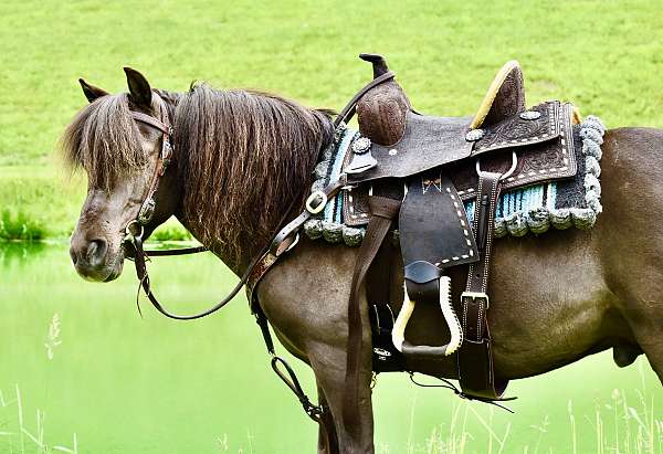 companion-miniature-pony