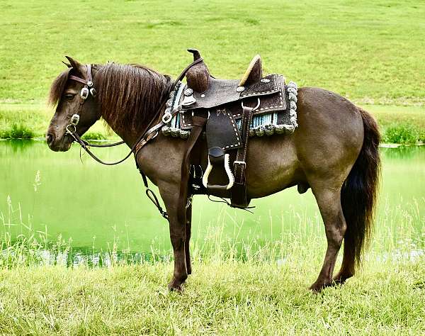 driving-miniature-pony
