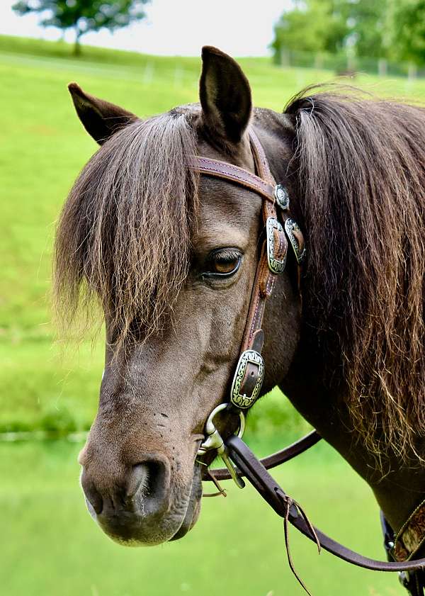 finished-miniature-pony