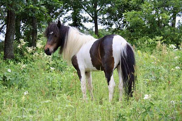 stud-miniature-pony