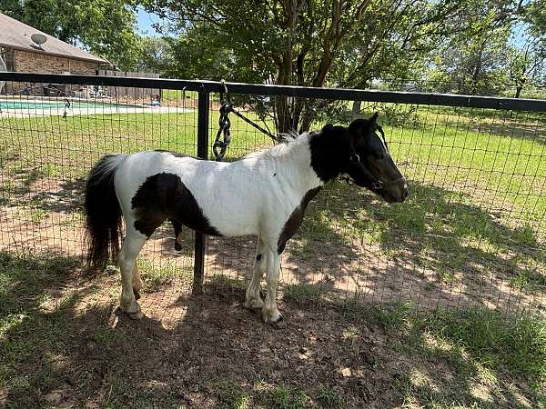 miniature-stallion-pony
