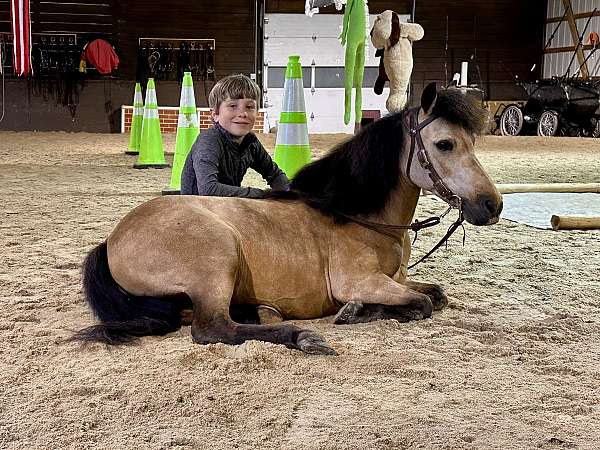 athletic-miniature-pony