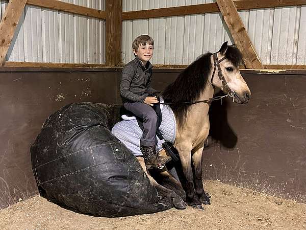 barrel-miniature-pony