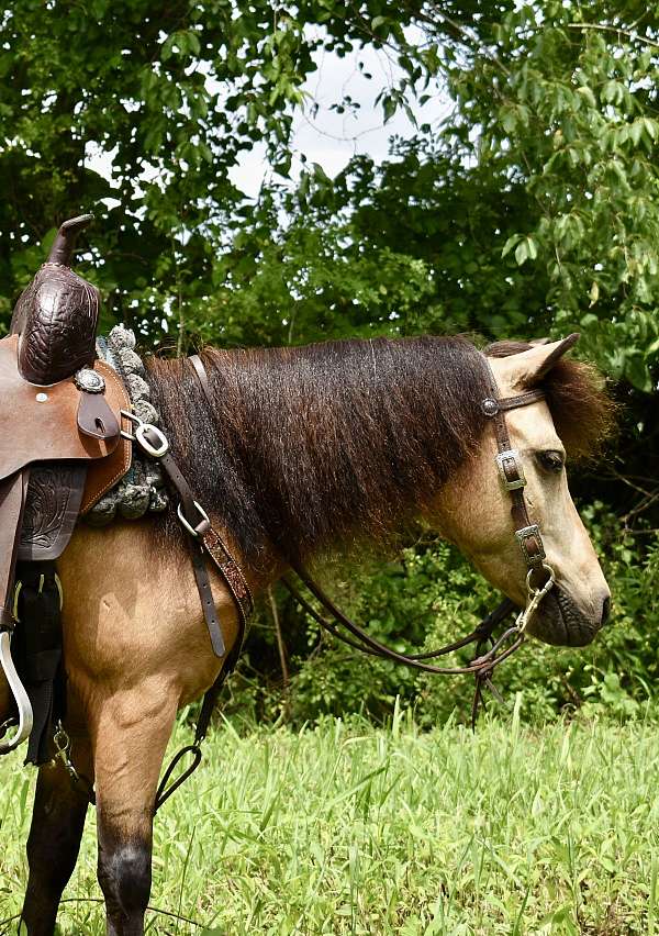 dappled-miniature-pony