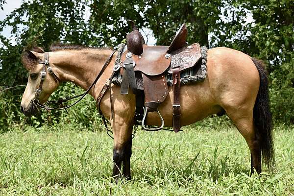 beginner-miniature-pony