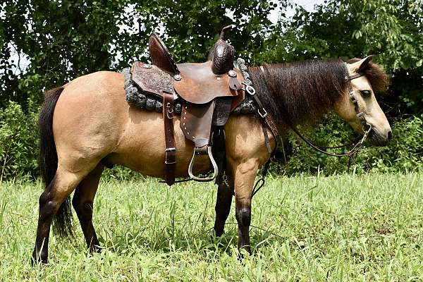 companion-miniature-pony
