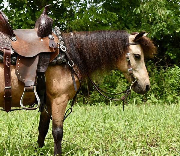 driving-miniature-pony