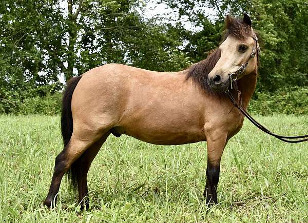 experienced-miniature-pony