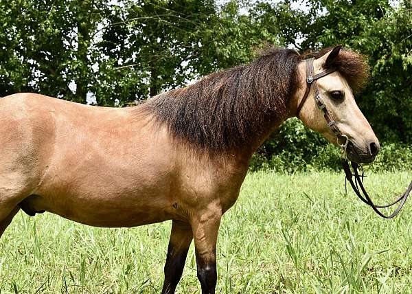finished-miniature-pony