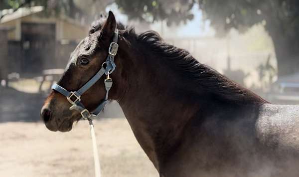 athletic-paso-fino-pony