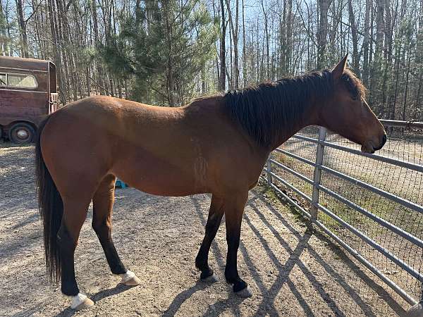 bay-quarter-horse-mare