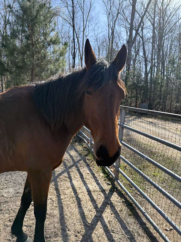 bay-mare-for-sale