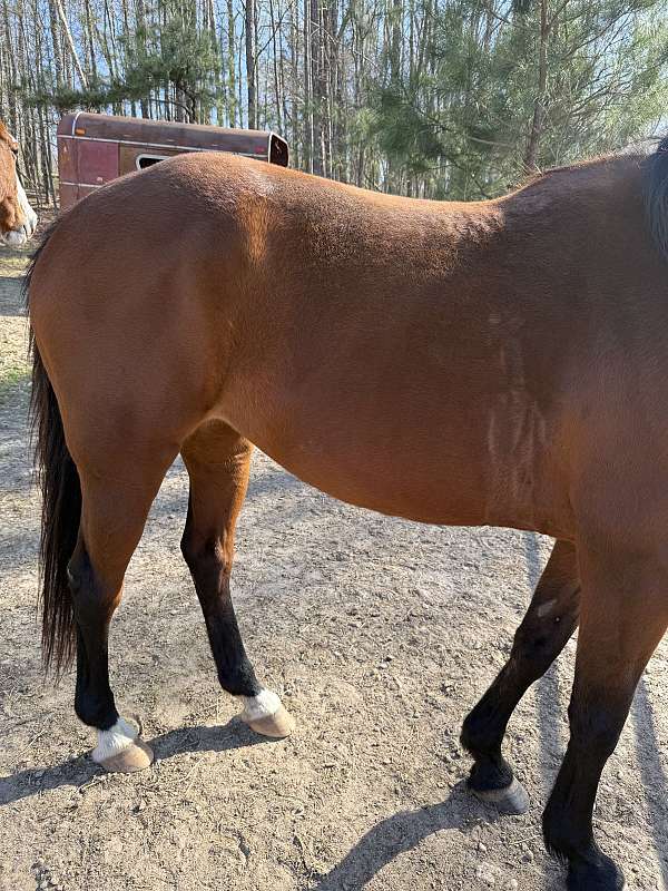 15-hand-quarter-horse-mare