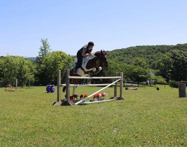 advanced-chincoteague-pony