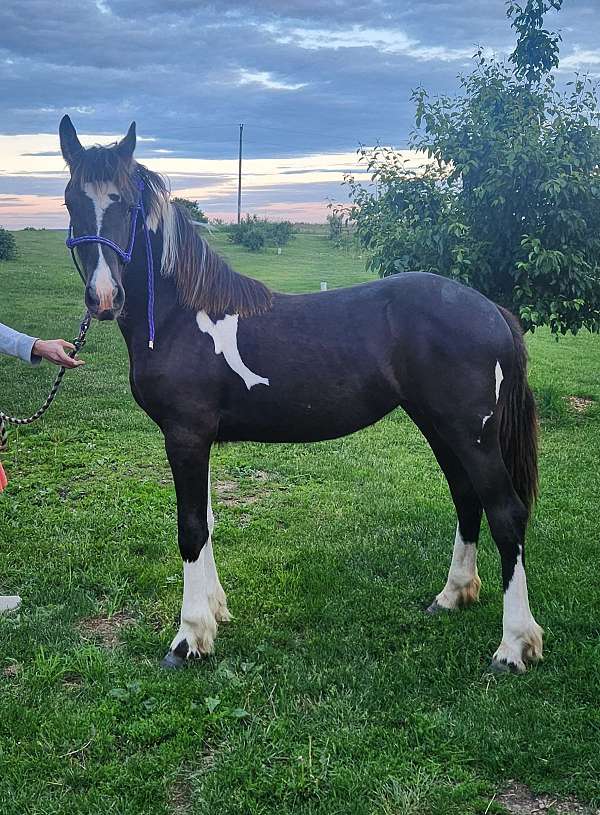 forsale-barockpinto-friesian-horselovers-futurech-horse