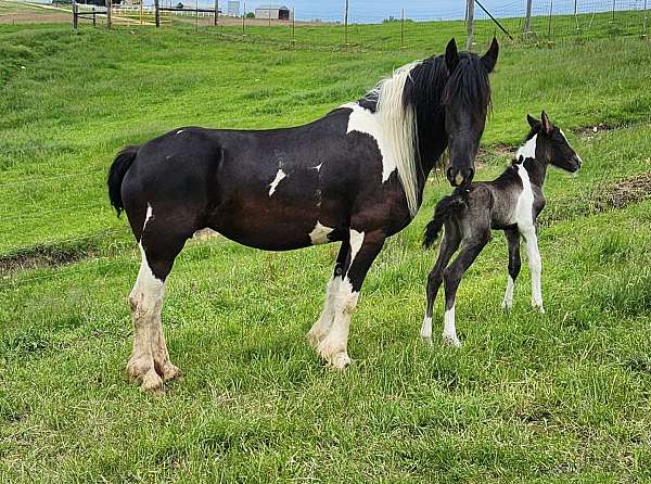 driving-friesian-horse