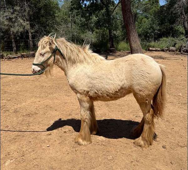 smokey-black-pearl-horse