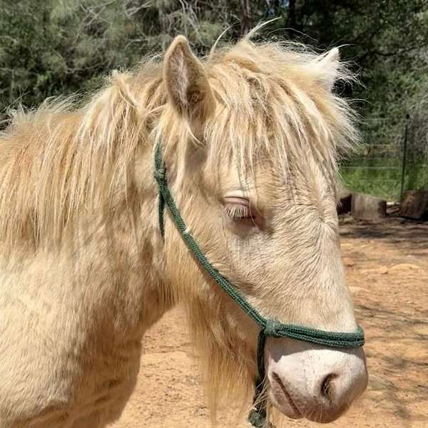 caliornia-gypsy-vanner-horse