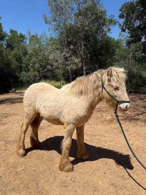 caliornia-horse