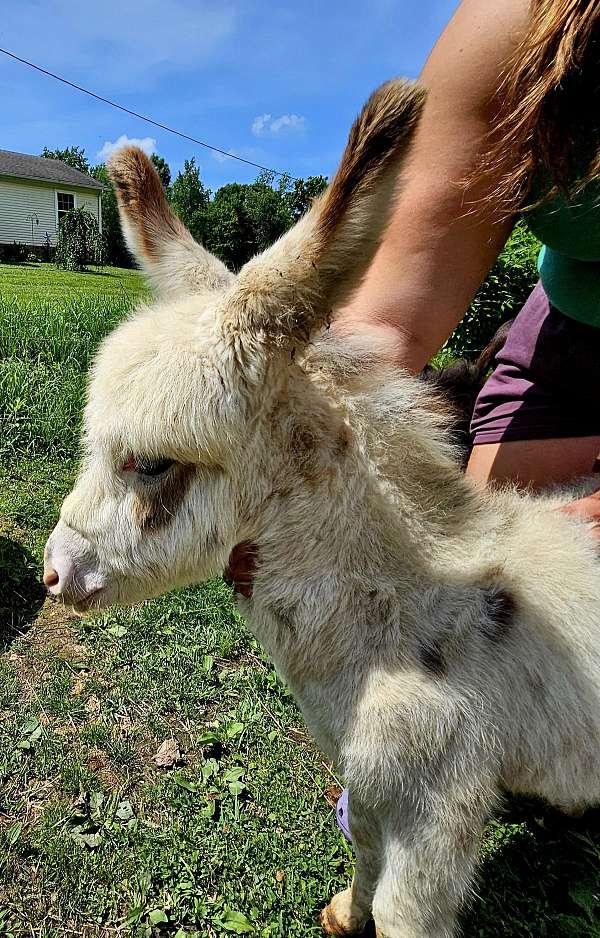 adms-donkey-foal