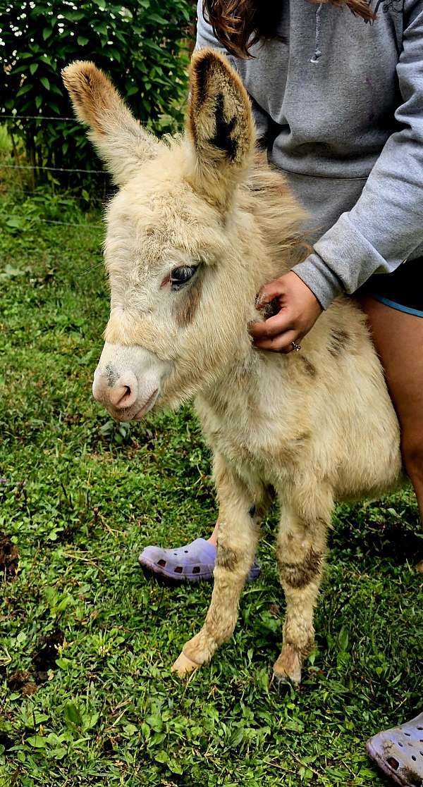 man-donkey