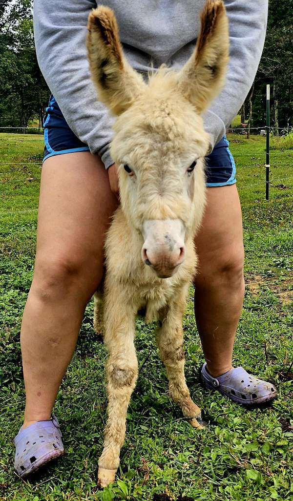 may-donkey