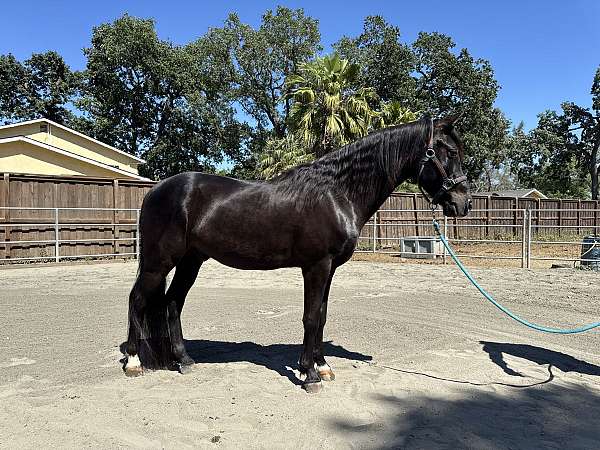 couple-anklets-horse